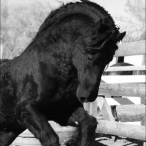 Meet your Posher, Adrian